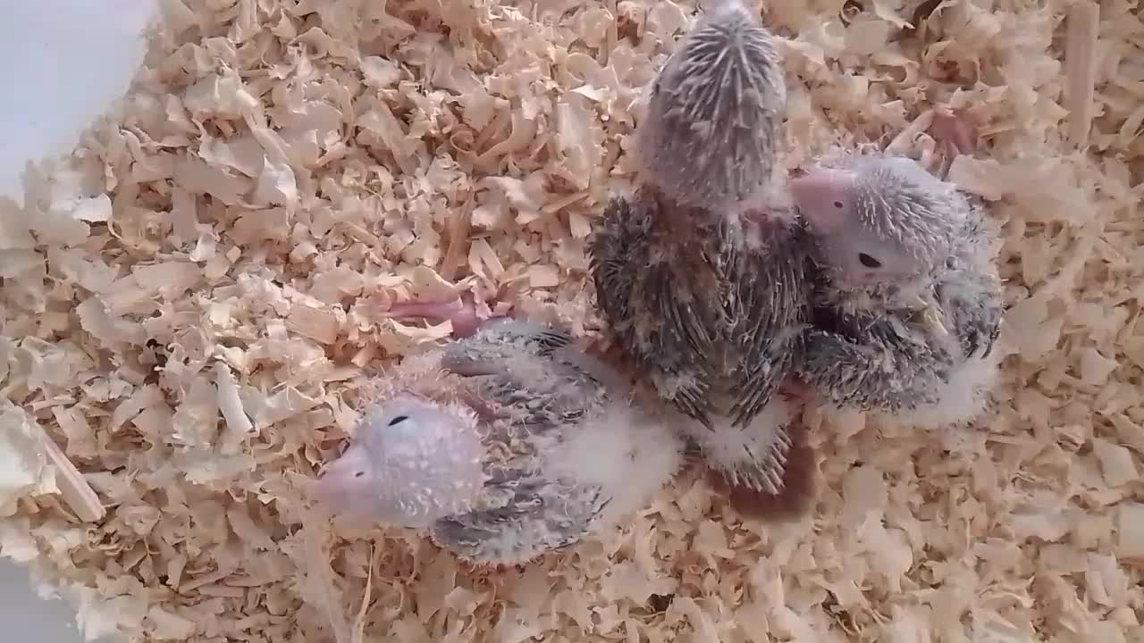 گیرینچیک|پرنده|مشکین‌دشت, |دیوار