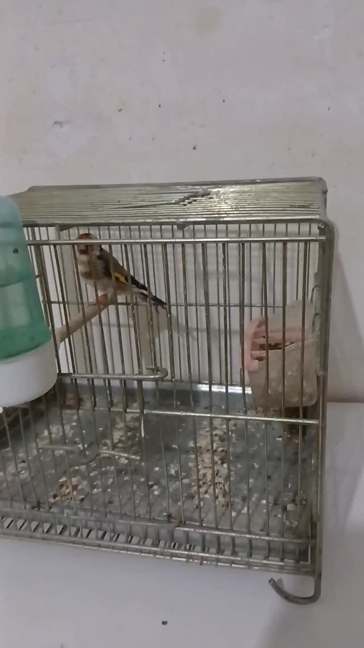 جوجه سهره قفسی|پرنده|قزوین, |دیوار