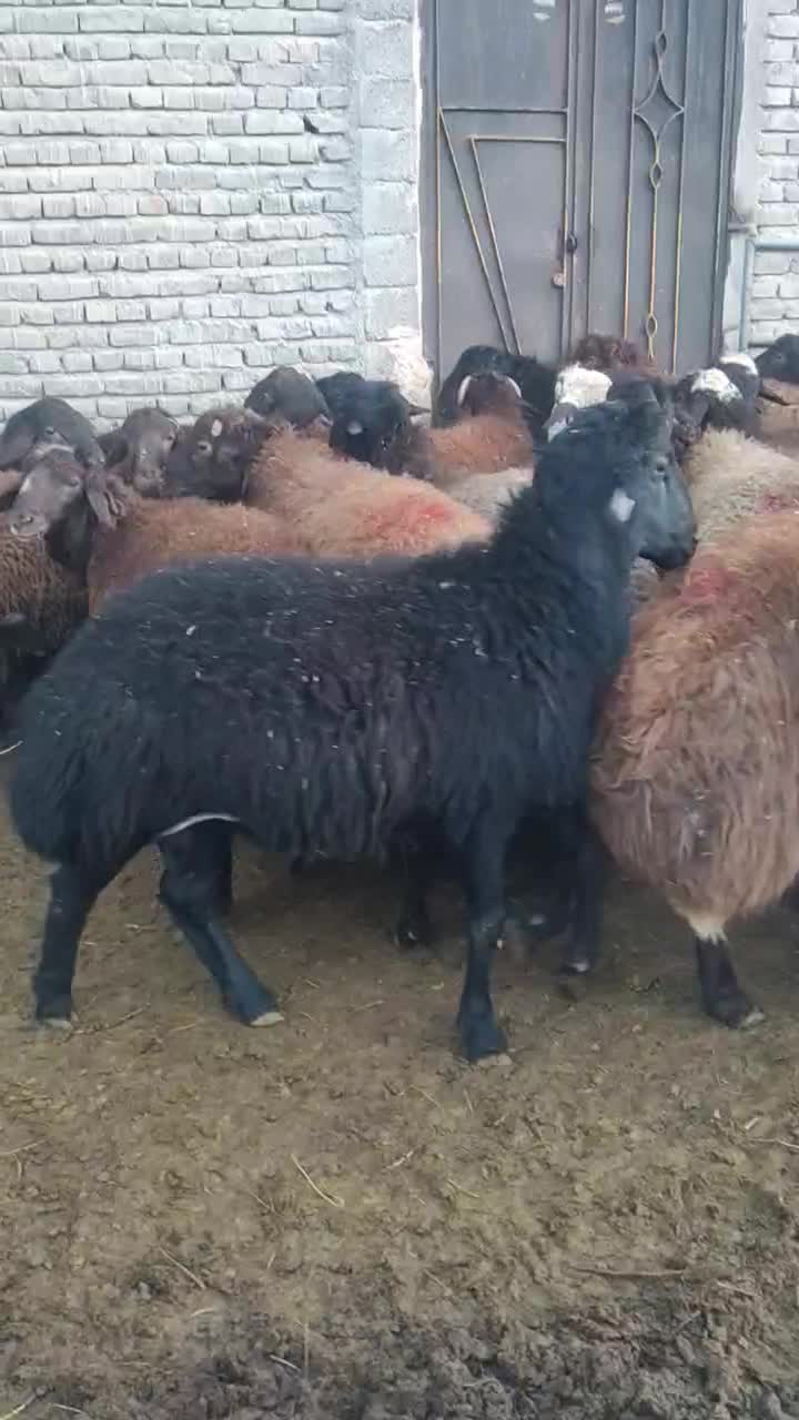 بره نر|حیوانات مزرعه|نالوس, |دیوار