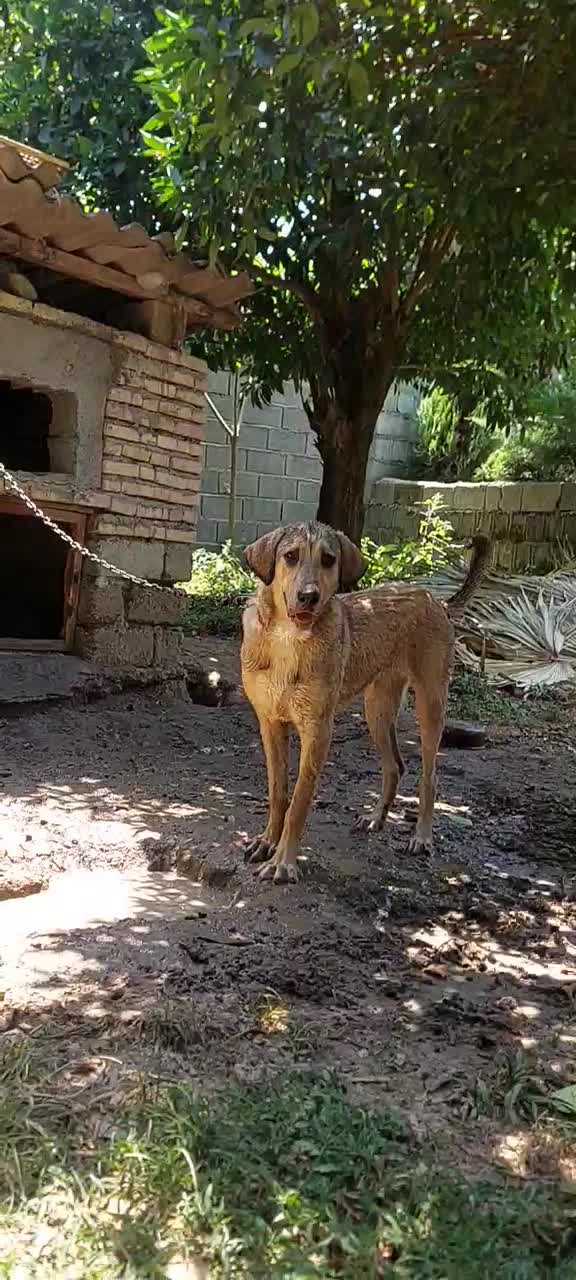 واگذاری سگپژدر|سگ|دالخانی, |دیوار