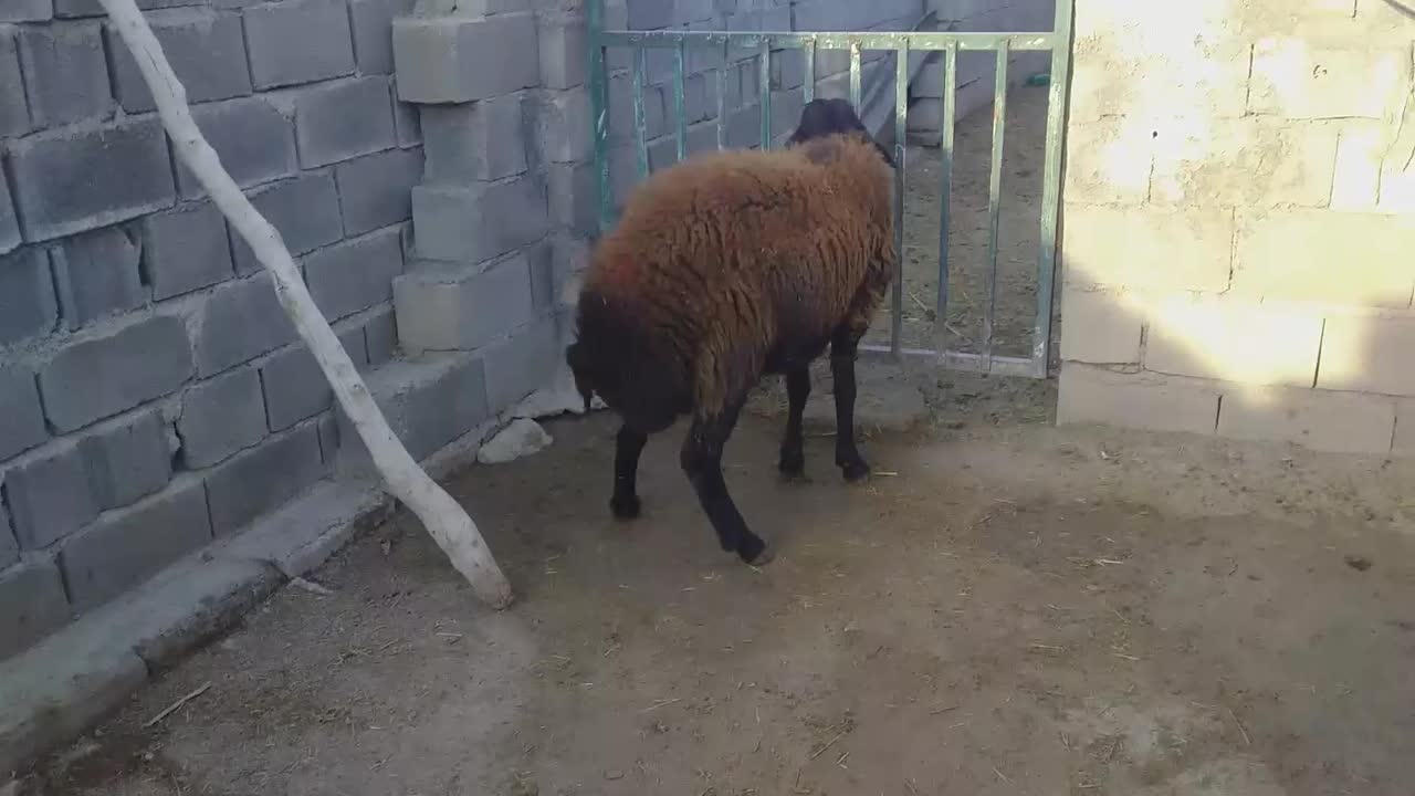 بره قوچ|حیوانات مزرعه|کوهدشت, |دیوار