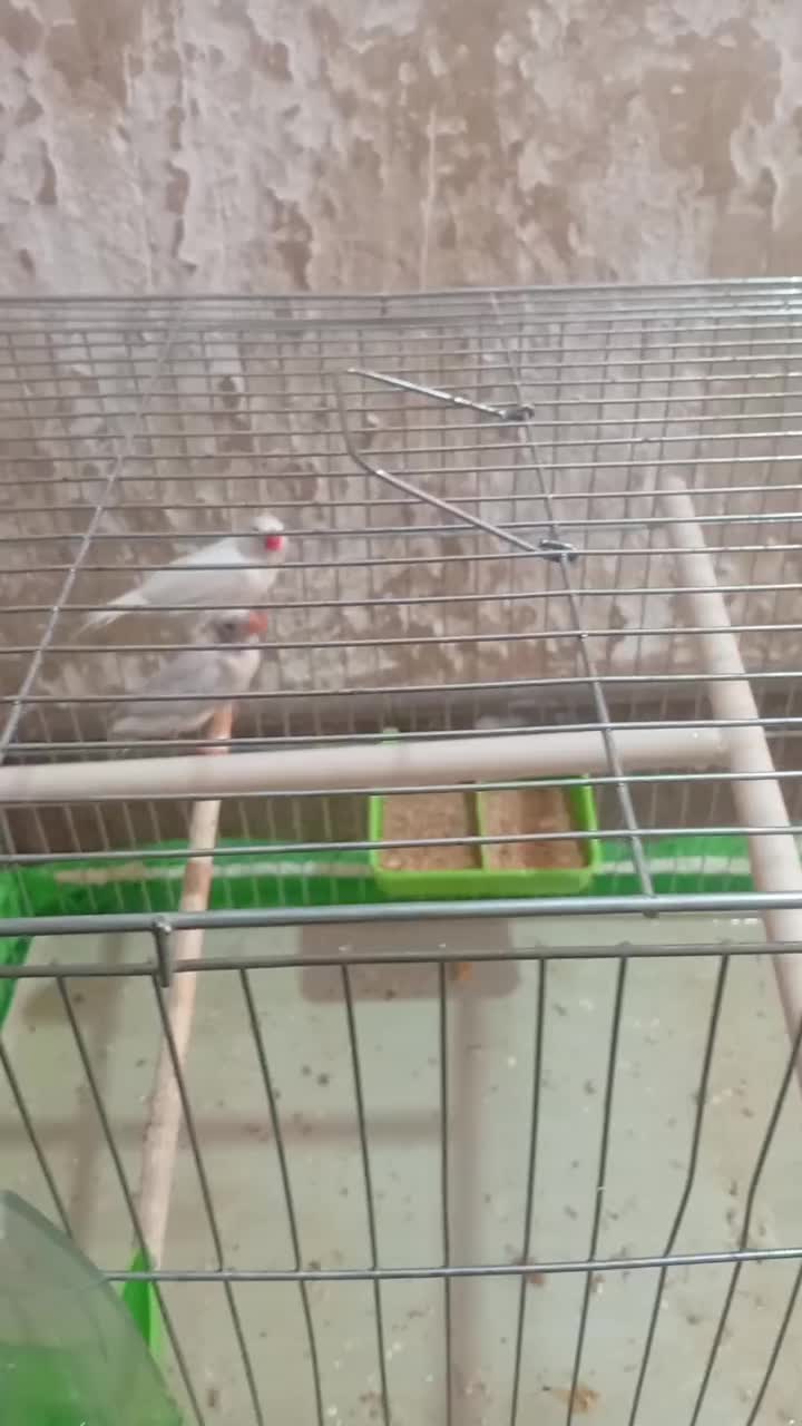 فنج|پرنده|کرمان, |دیوار