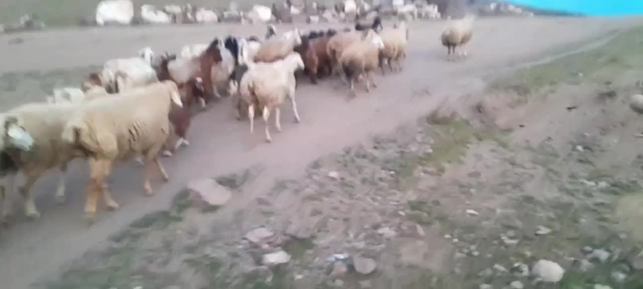 توغلی نر،نه از حاج محمد خریدم نه از عزیز علی|حیوانات مزرعه|انگوت, |دیوار