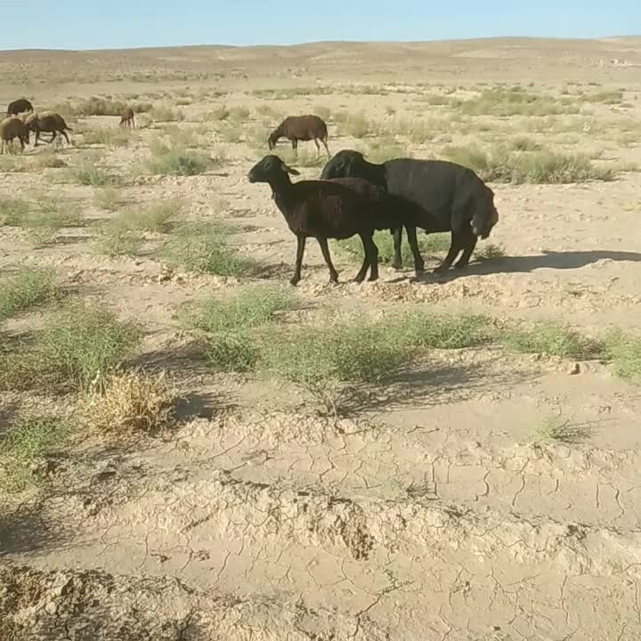 قوچ|حیوانات مزرعه|علی‌آباد کتول, |دیوار