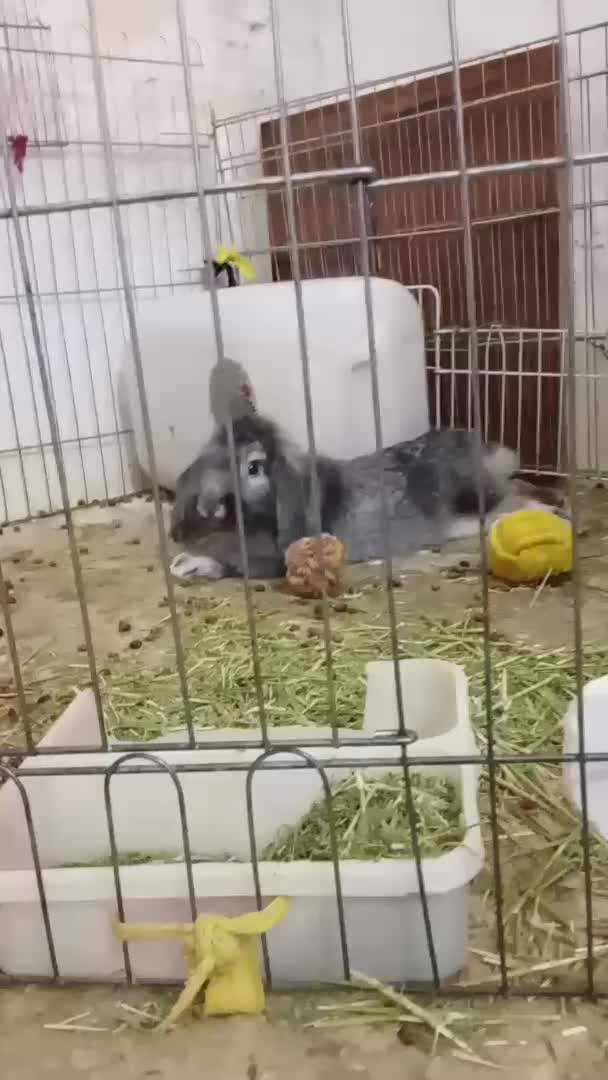 خرگوش لوپ|موش و خرگوش|بندر دیر, |دیوار