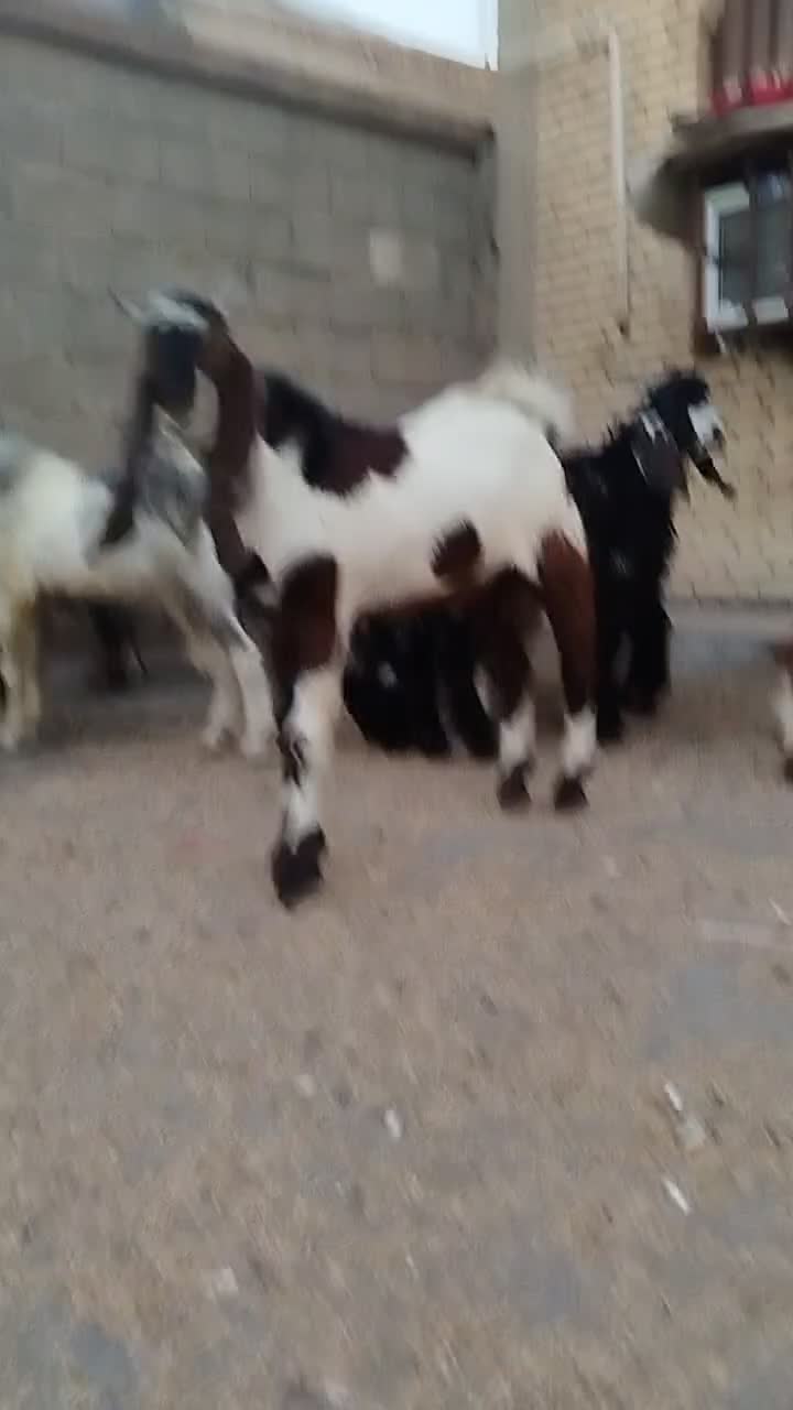 بز کهره|حیوانات مزرعه|بندر ماهشهر, |دیوار