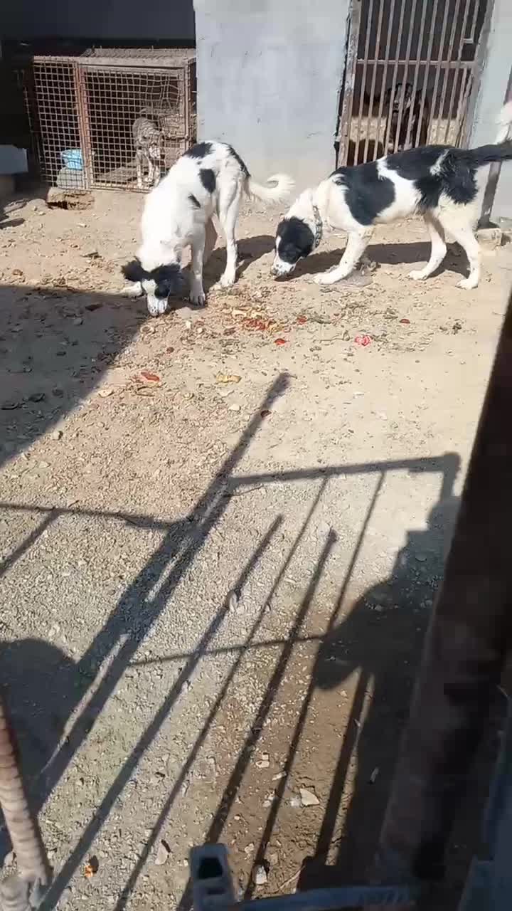 سگ قهدریجانی|سگ|پیر بکران, |دیوار