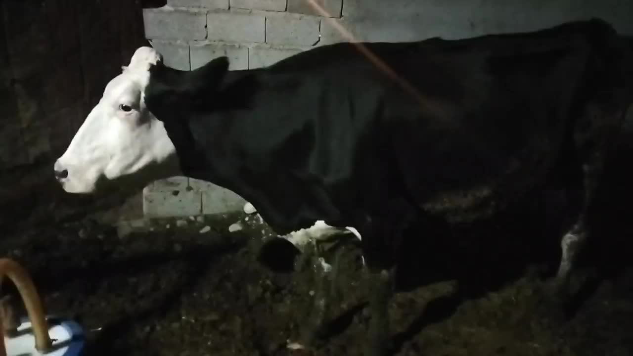 گاوو۲تاگوسالهسیمینتال|حیوانات مزرعه|فیروزآباد (فارس), |دیوار