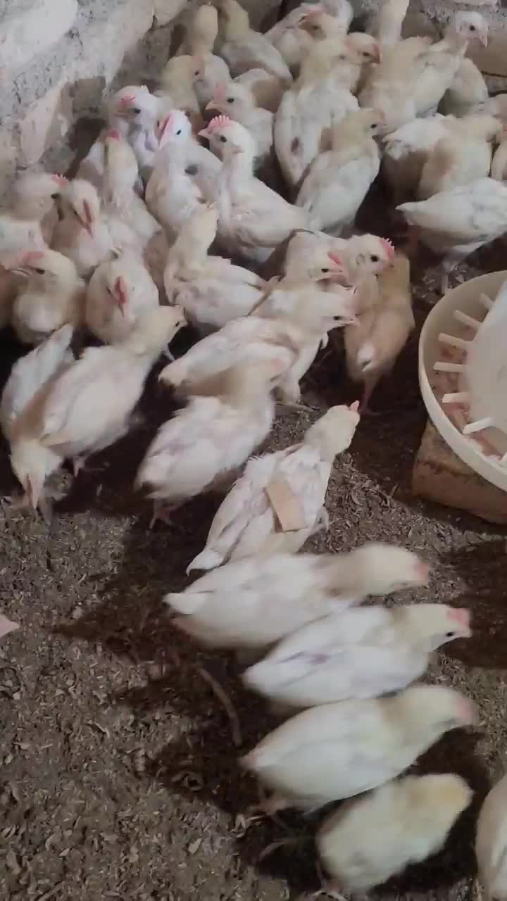 جوجه تخم گذار|حیوانات مزرعه|انبارآلوم, |دیوار