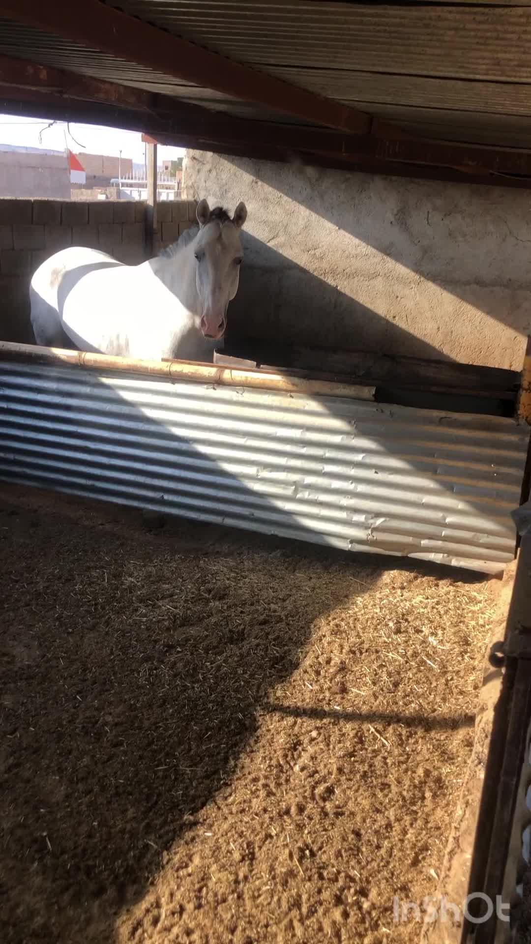 اسب|اسب و تجهیزات اسب‌سواری|سبزوار, قاضی زاد|دیوار