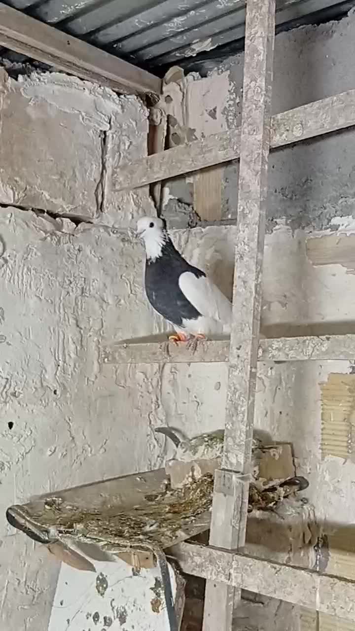 کبوتر|پرنده|مشهد, محمدآباد|دیوار