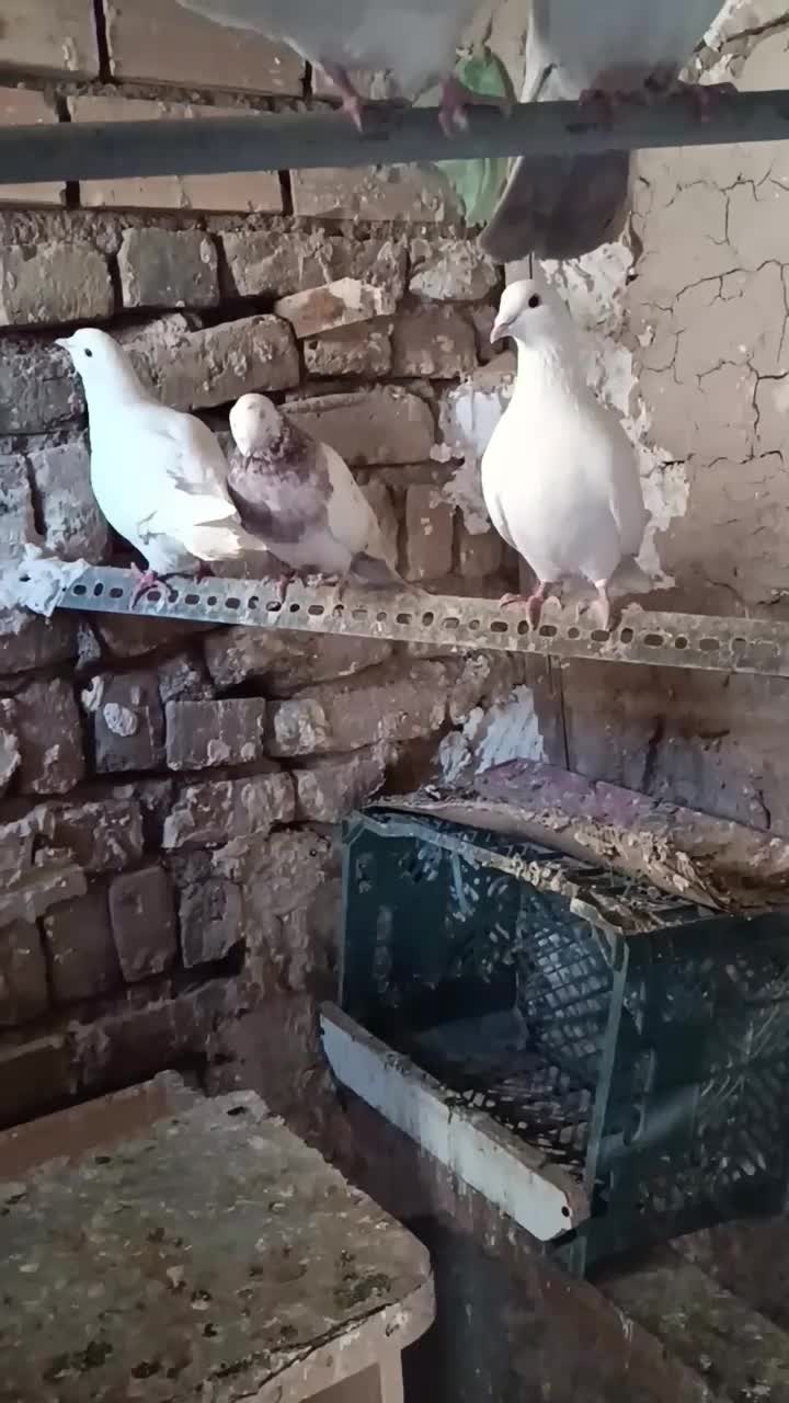 پرنده|پرنده|بوئین زهرا, |دیوار