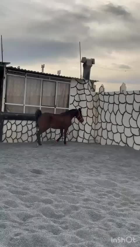 اسب|اسب و تجهیزات اسب‌سواری|همدان, |دیوار