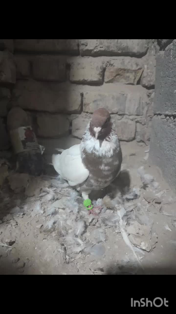 کفتر|پرنده|تربت جام, جامرود|دیوار