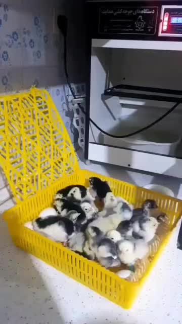 دستگاه جوجه کشی تمام اتوماتیک هدایت|لوازم جانبی حیوانات|مریوان, |دیوار