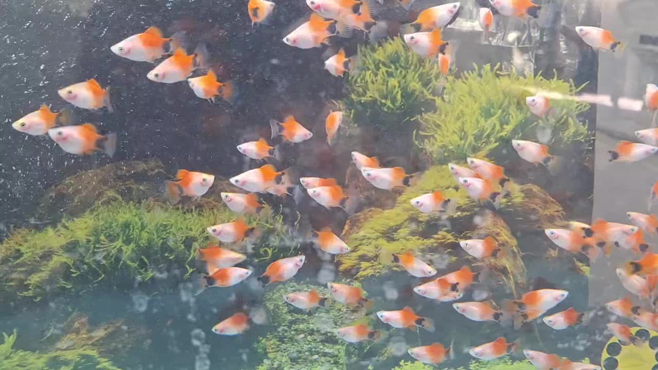 ماهی پلاتی میکی موس آکواریوم|ماهی|ملایر, |دیوار