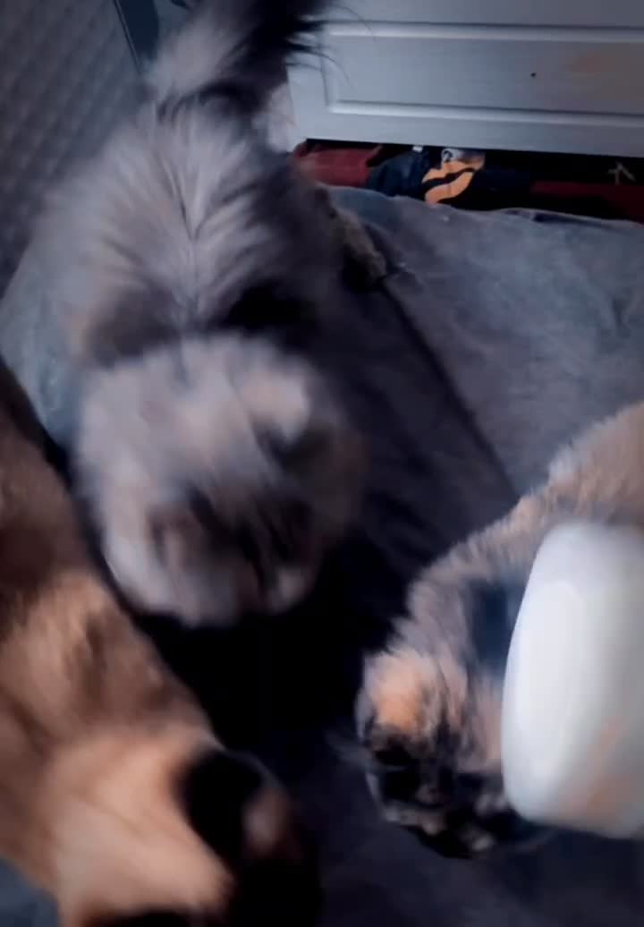 اسکاتیش بریتیش پرشین نر و ماده|گربه|اصفهان, باغ دریاچه|دیوار