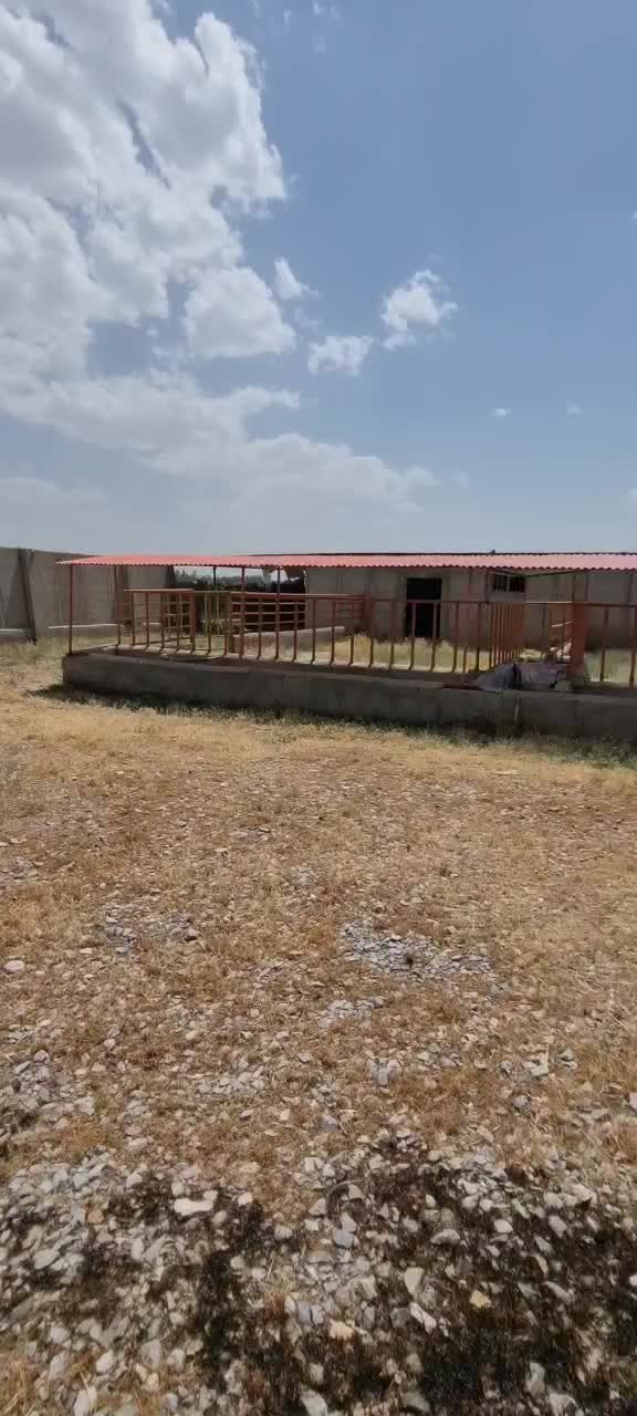 گاوداری ، اطراف ملکان .|فروش دفتر صنعتی، کشاورزی، تجاری|بکتاش, |دیوار