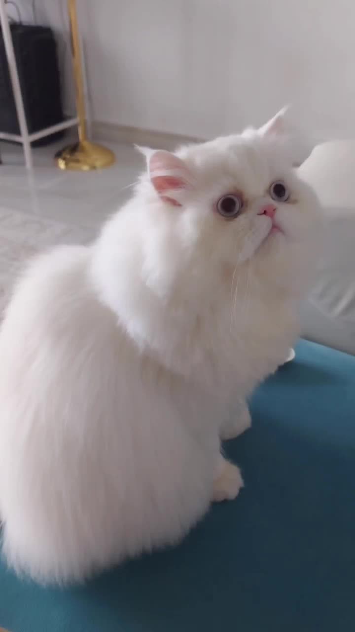 گربه پرشین نر سوپرفلت|گربه|رشت, پل تالشان|دیوار