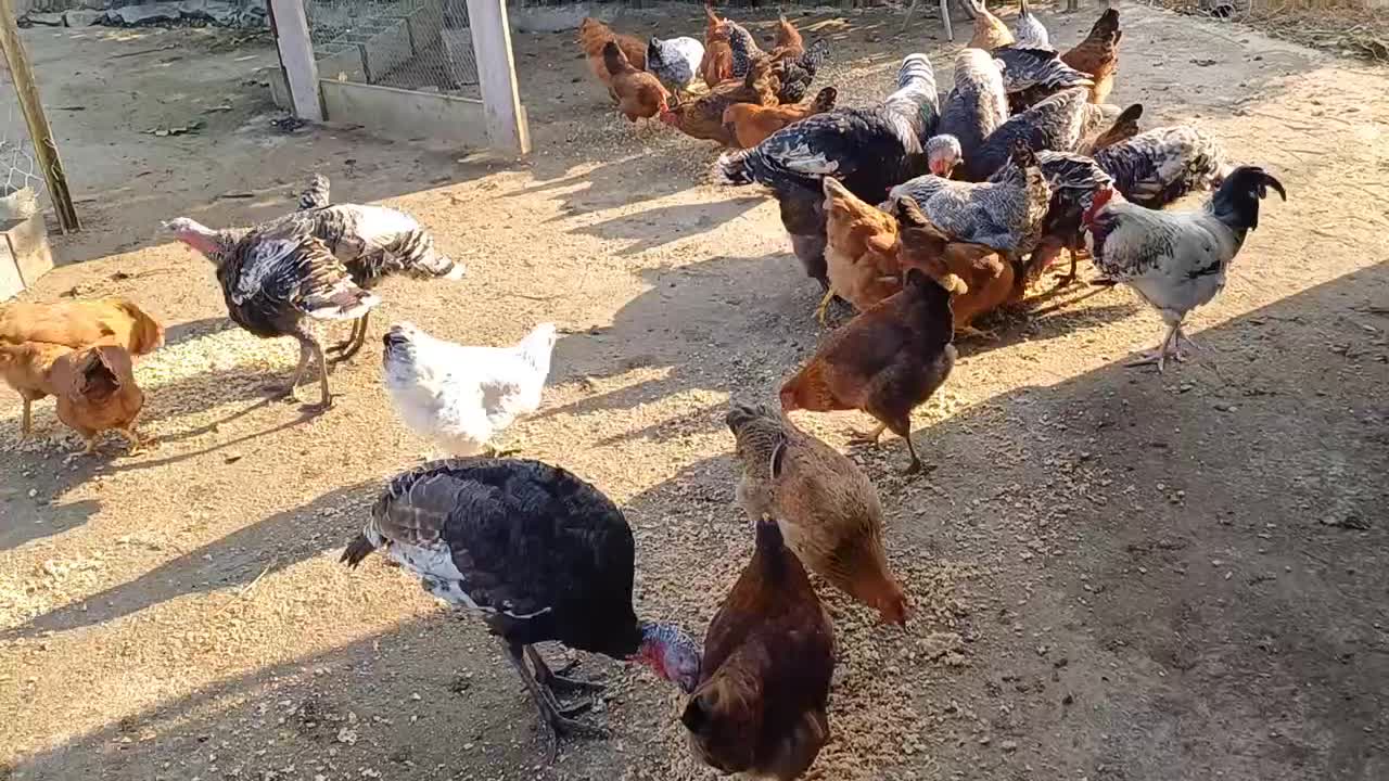 بوقلمون 'مرغ'جوجه س۳ماهه کاملاسالم|حیوانات مزرعه|سیاهکل, |دیوار