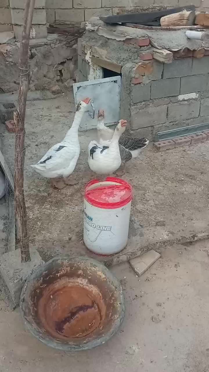 فروش غاز محلی|حیوانات مزرعه|سیمینه, |دیوار