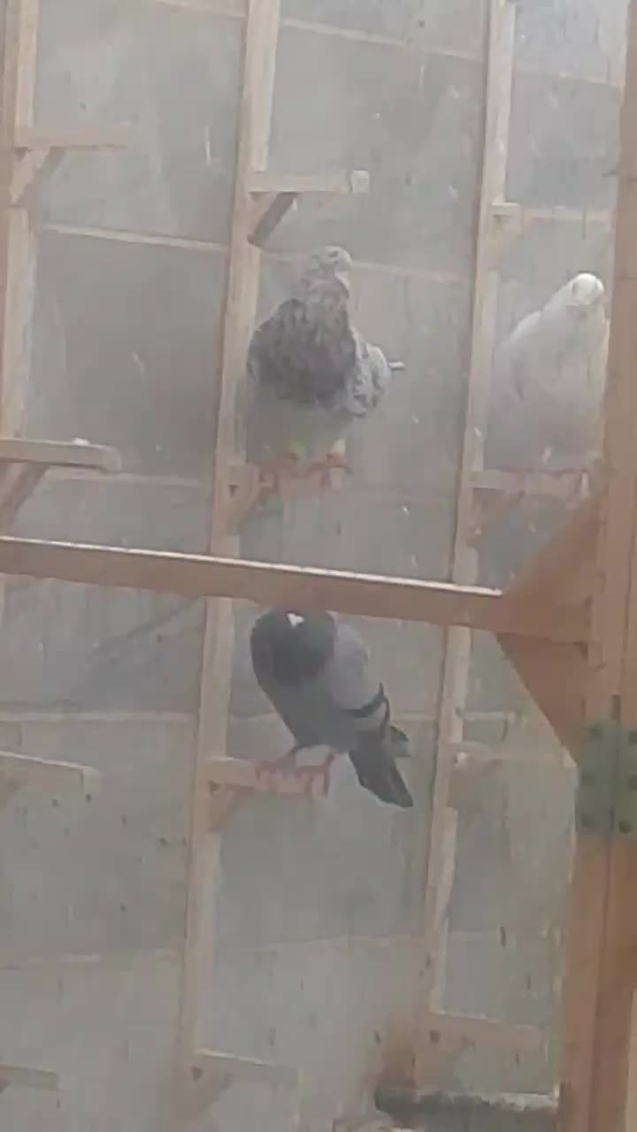 سار|حیوانات|مشهد, بهمن|دیوار