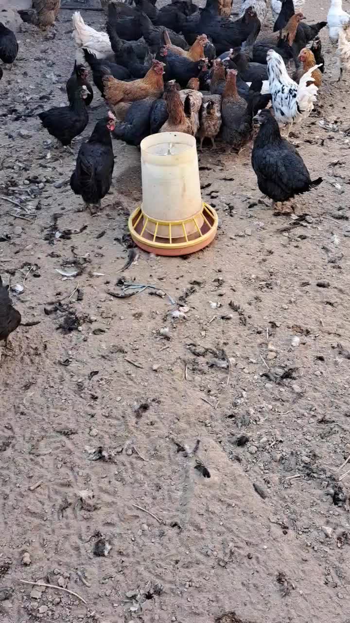 مجموعه پرورش طیور دیانی|حیوانات مزرعه|سیرجان, |دیوار