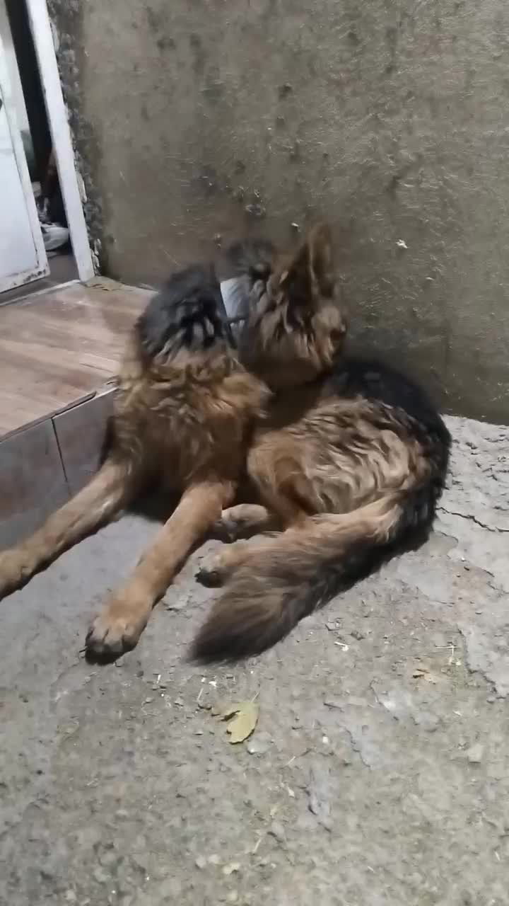 سگ نگهبان|سگ|شهریار, شهریار|دیوار