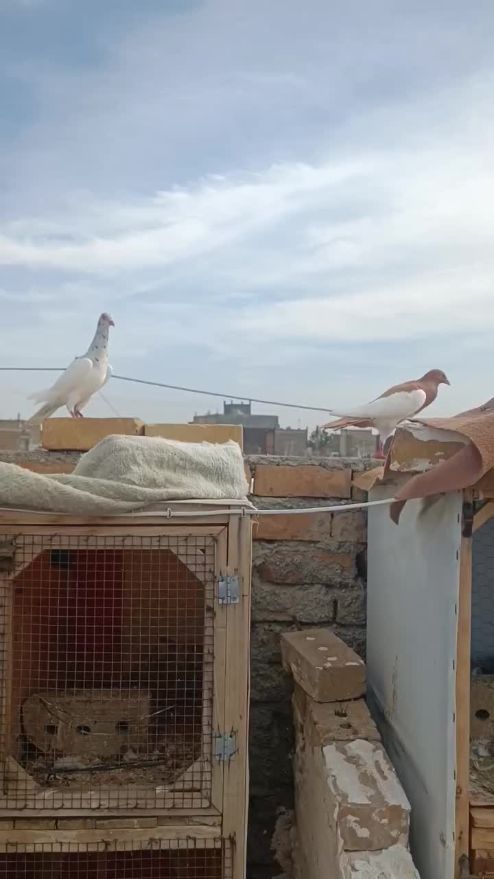 کفتر یهودی|پرنده|نیشابور, فردوس شمالی|دیوار