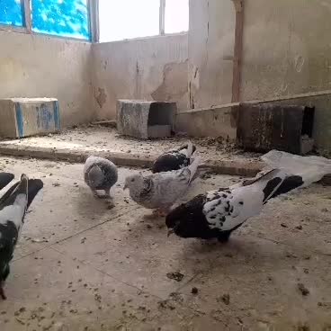 چندتا بهبونه ایی|پرنده|شیراز, احمدی جنوبی|دیوار