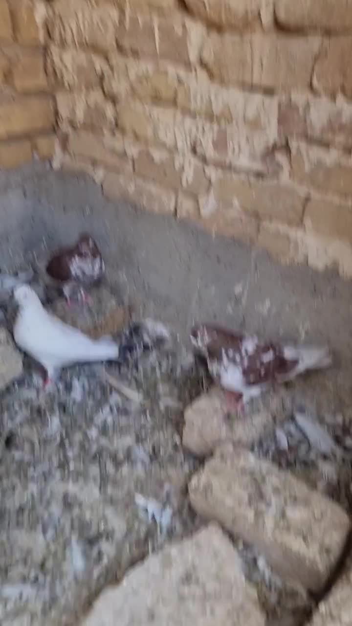 کفتر|پرنده|کاشان, کارگر|دیوار