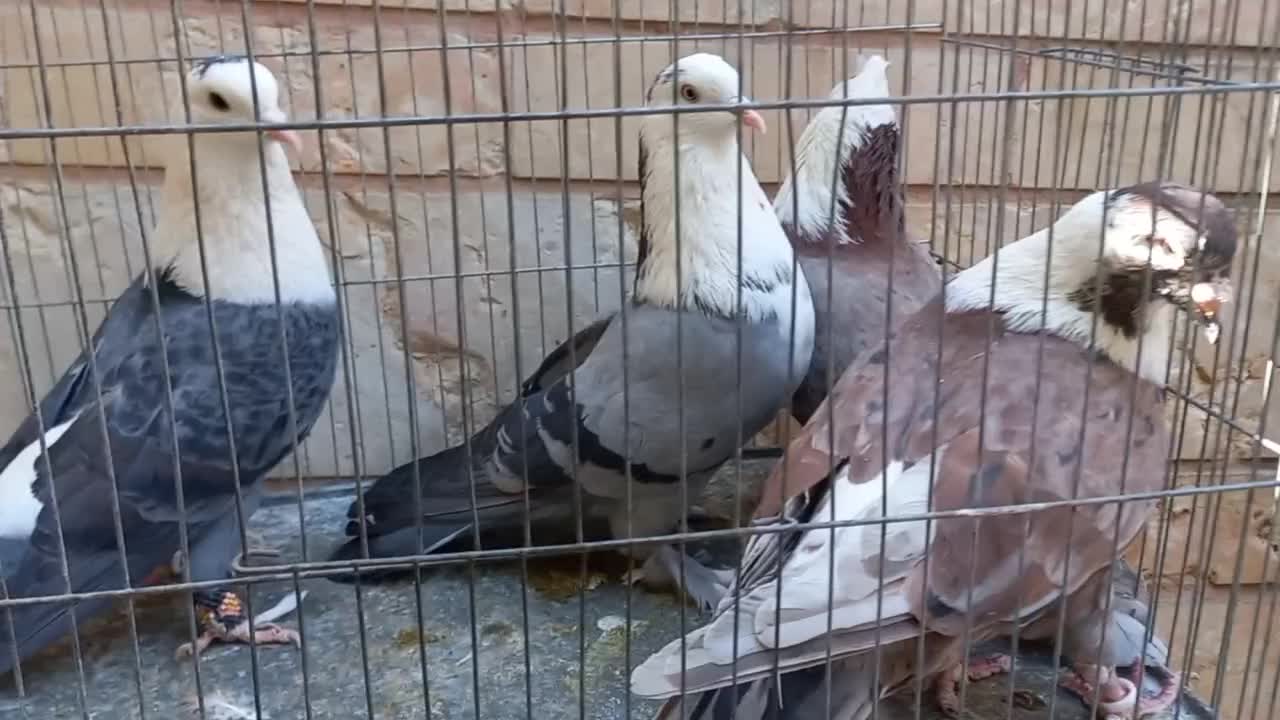 مزایده|پرنده|شیراز, مسلم|دیوار