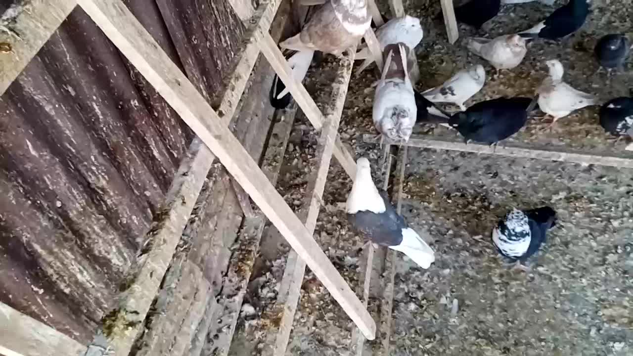 کبوتر رنگی|پرنده|اصفهان, باغ زرشک|دیوار