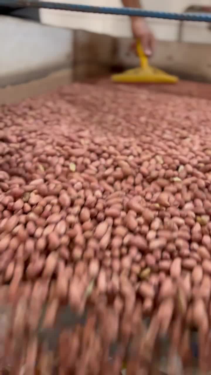 بادام زمینی|خوردنی و آشامیدنی|تهران, هرندی|دیوار