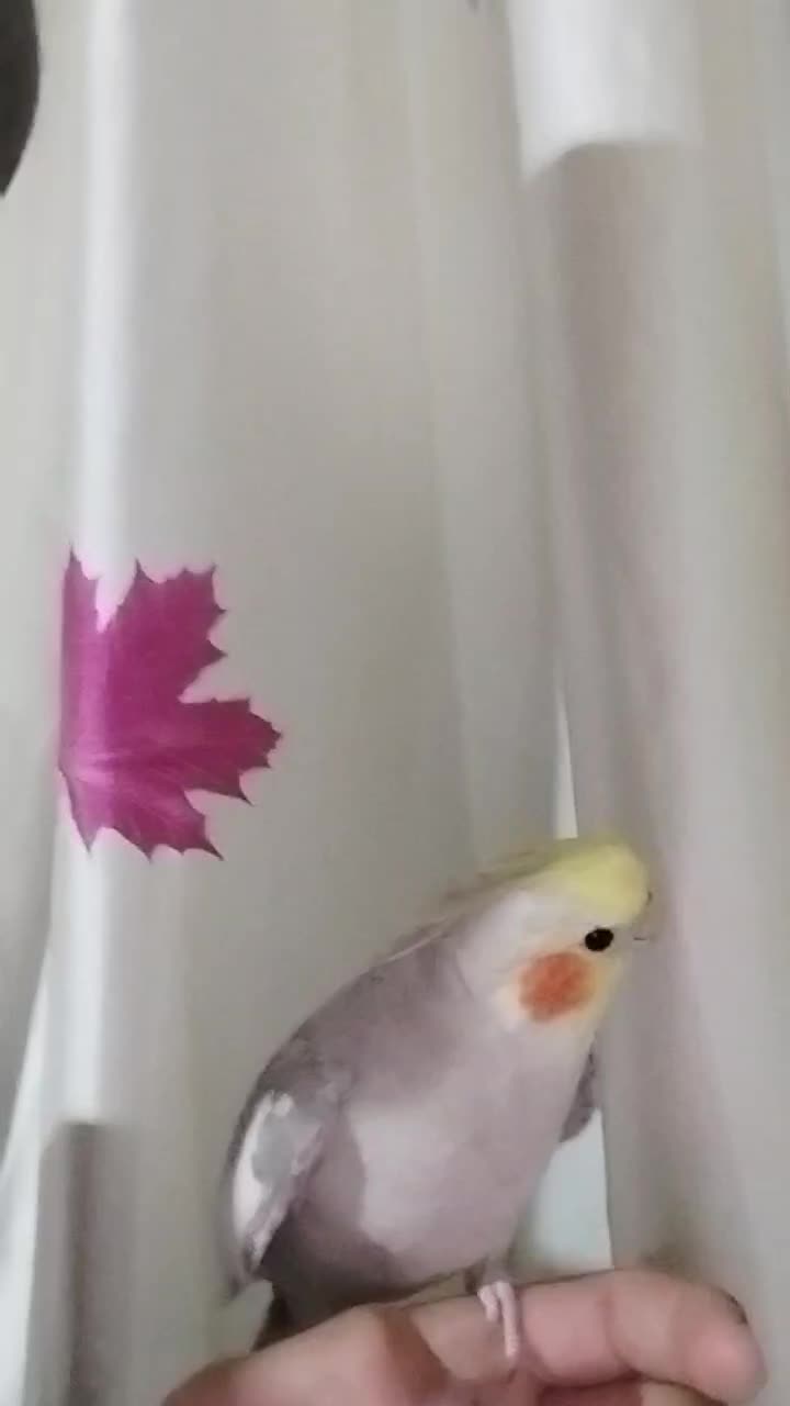 عروس لوتینو والبینو|پرنده|اسلامآباد غرب, |دیوار