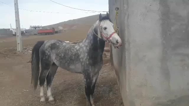 اسب ۶دانگ|اسب و تجهیزات اسب‌سواری|شاهین دژ, |دیوار