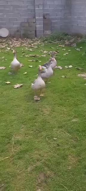 فروش ۴ عدد غاز تخم گذار ۴ میلیون ۵۰۰ هزار تومان|حیوانات مزرعه|خمام, |دیوار