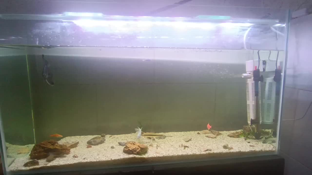 آکواریوم با ماهی|ماهی|بندرعباس, |دیوار