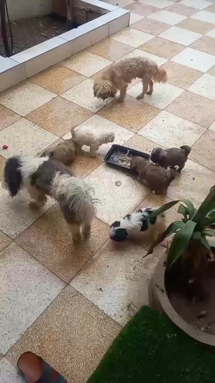 شیتژو|سگ|میناب, |دیوار