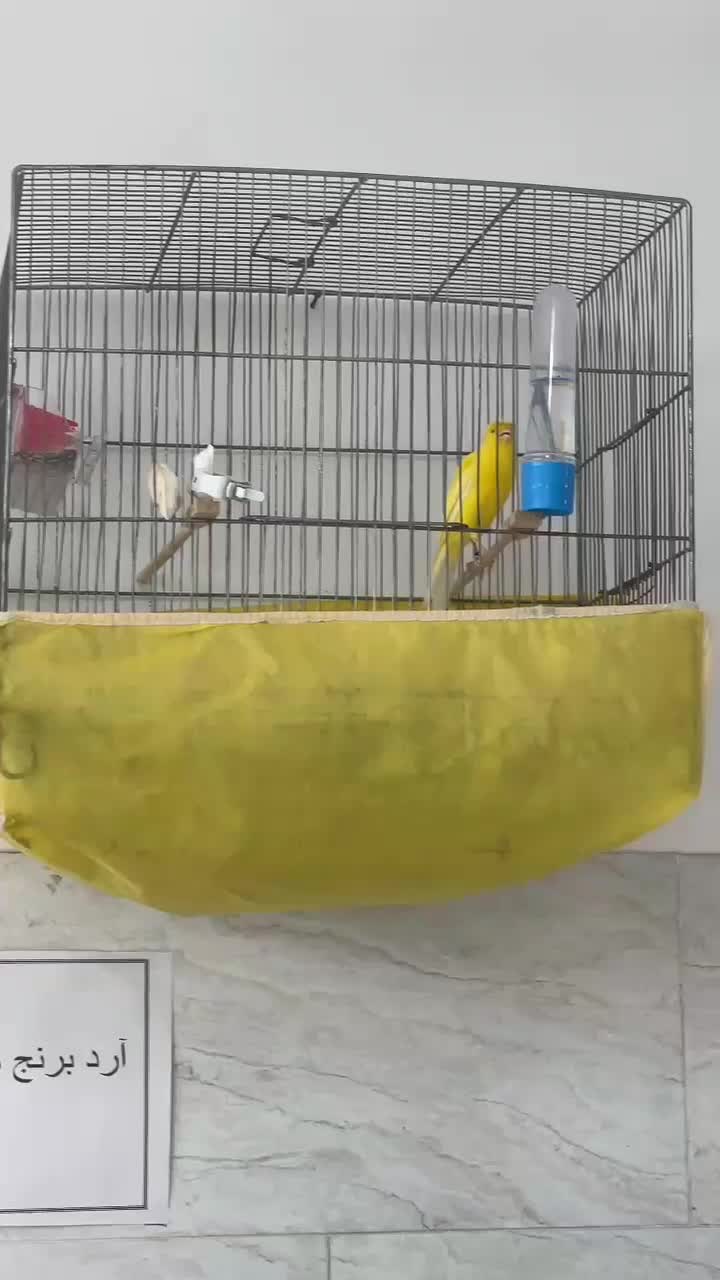 فروش قناری گلستر|پرنده|سنگر, |دیوار