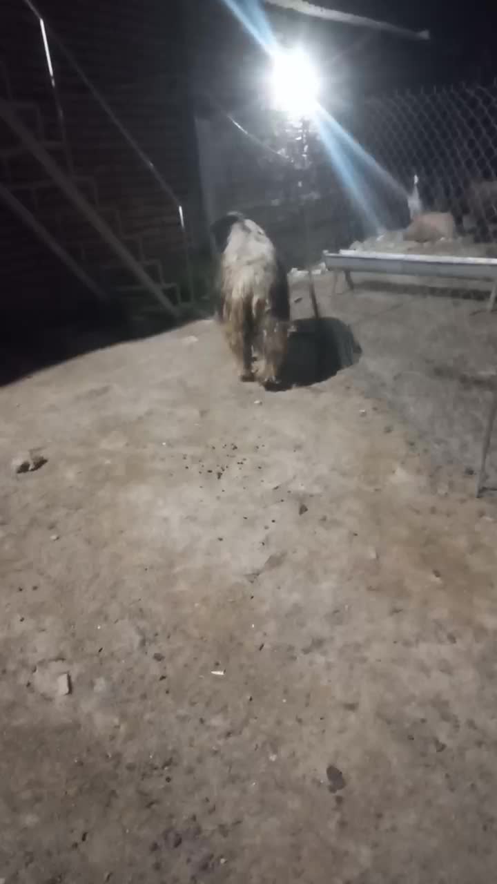 قوچ|حیوانات مزرعه|مرودشت, محمد آباد|دیوار