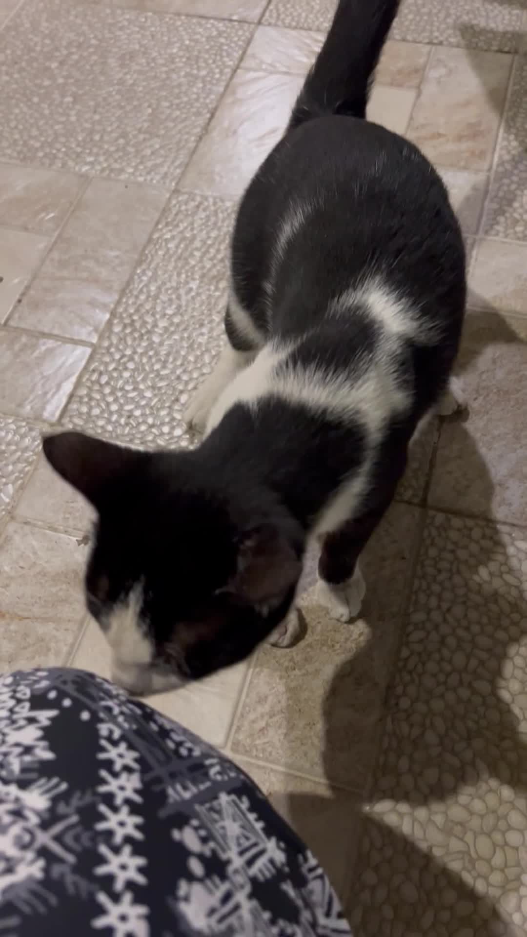 وگذاری گربه رایگان|گربه|بندر انزلی, معلم|دیوار