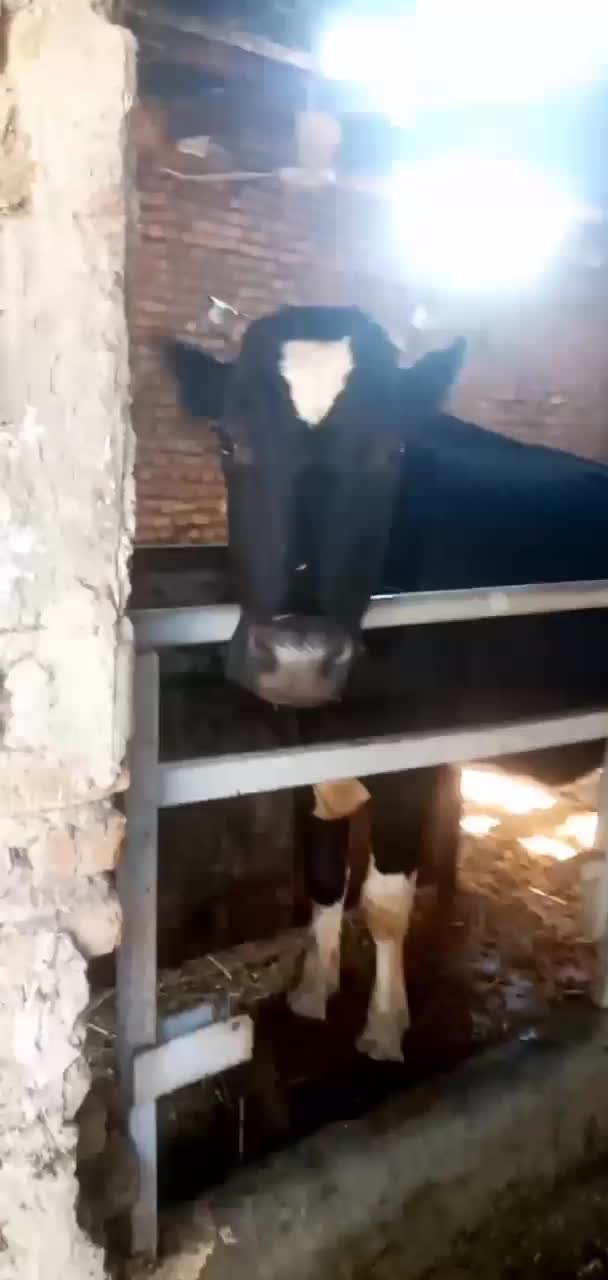 گاو شیرده|حیوانات مزرعه|آبیک, |دیوار