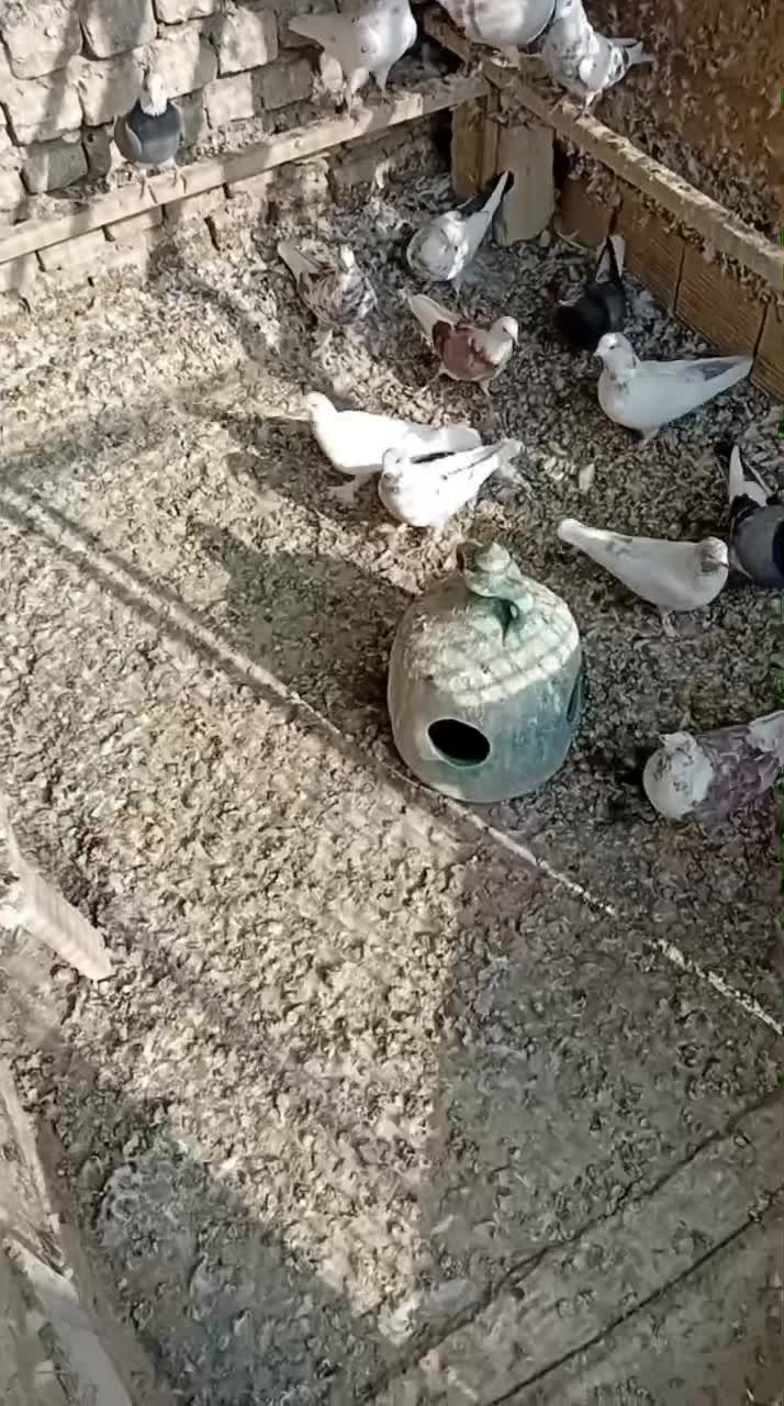 کبوتر|پرنده|اصفهان, زاجان|دیوار