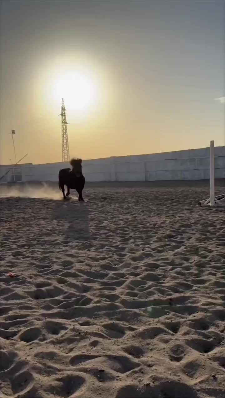 باشگاه سوارکاری راگا (شهرری)|اسب و تجهیزات اسب‌سواری|ری, |دیوار