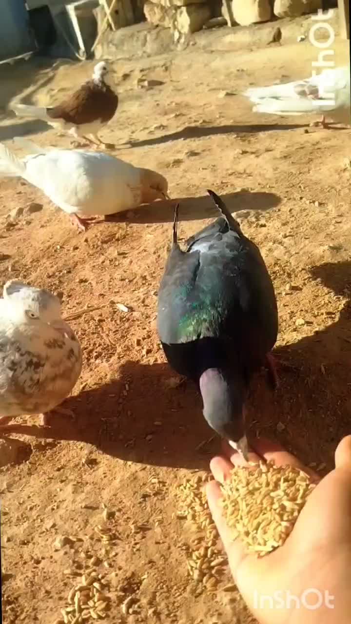 کبوتر هفت رنگ   کبوتر پیس|پرنده|پلدختر, |دیوار