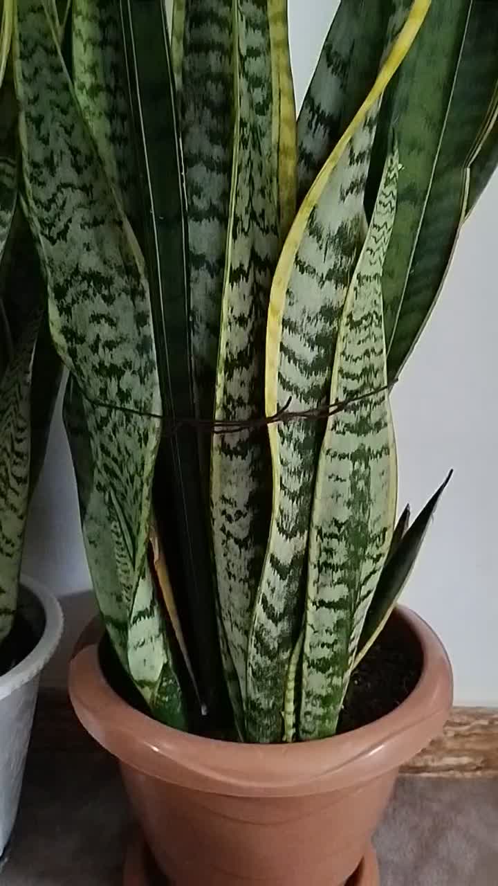 گل سانسوریا|گل و گیاه طبیعی|پره‌سر, |دیوار