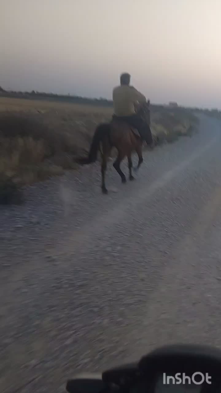 کره اسب نریون سن ۲ سال|اسب و تجهیزات اسب‌سواری|مشهد, پنجتن|دیوار