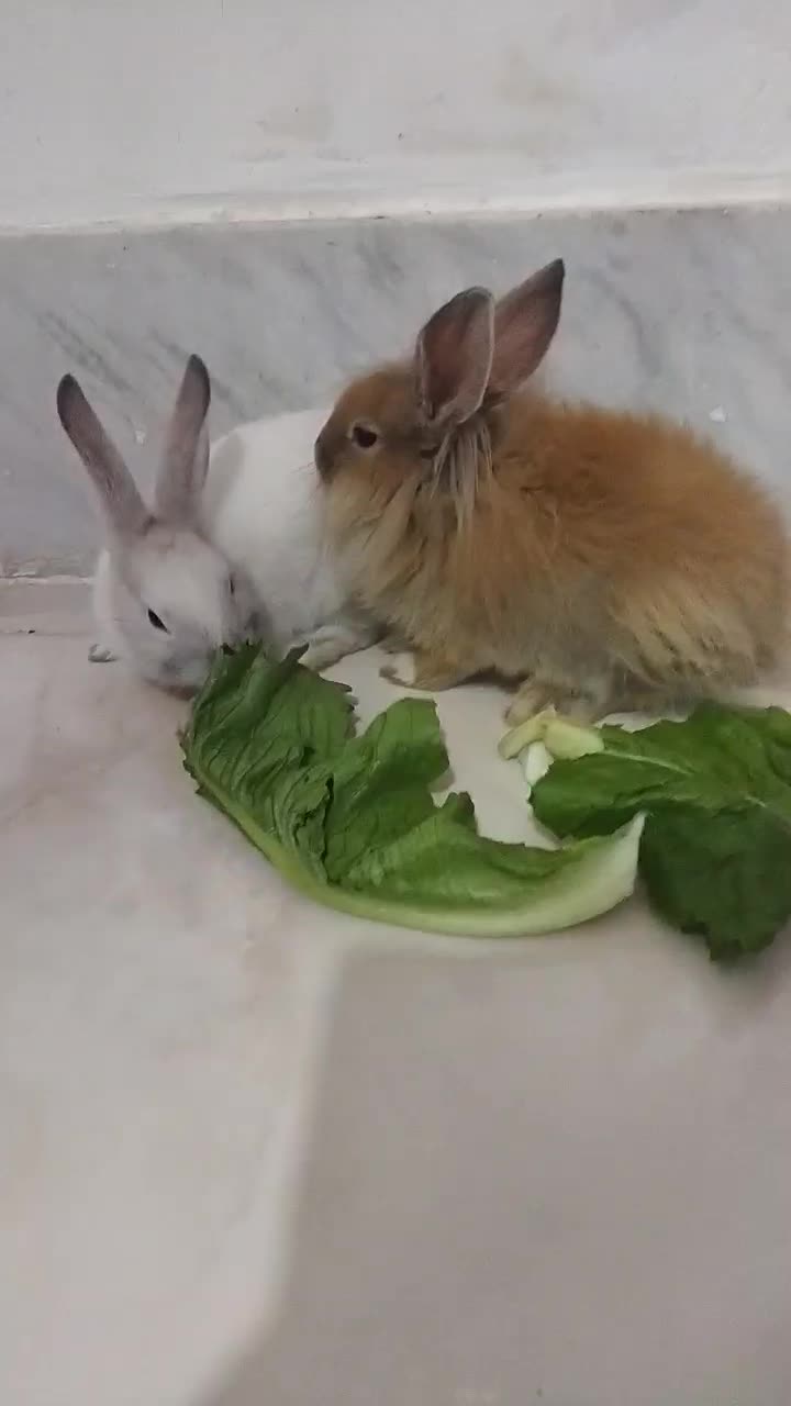 خرگوش|موش و خرگوش|سبزوار, توحیدشهر|دیوار