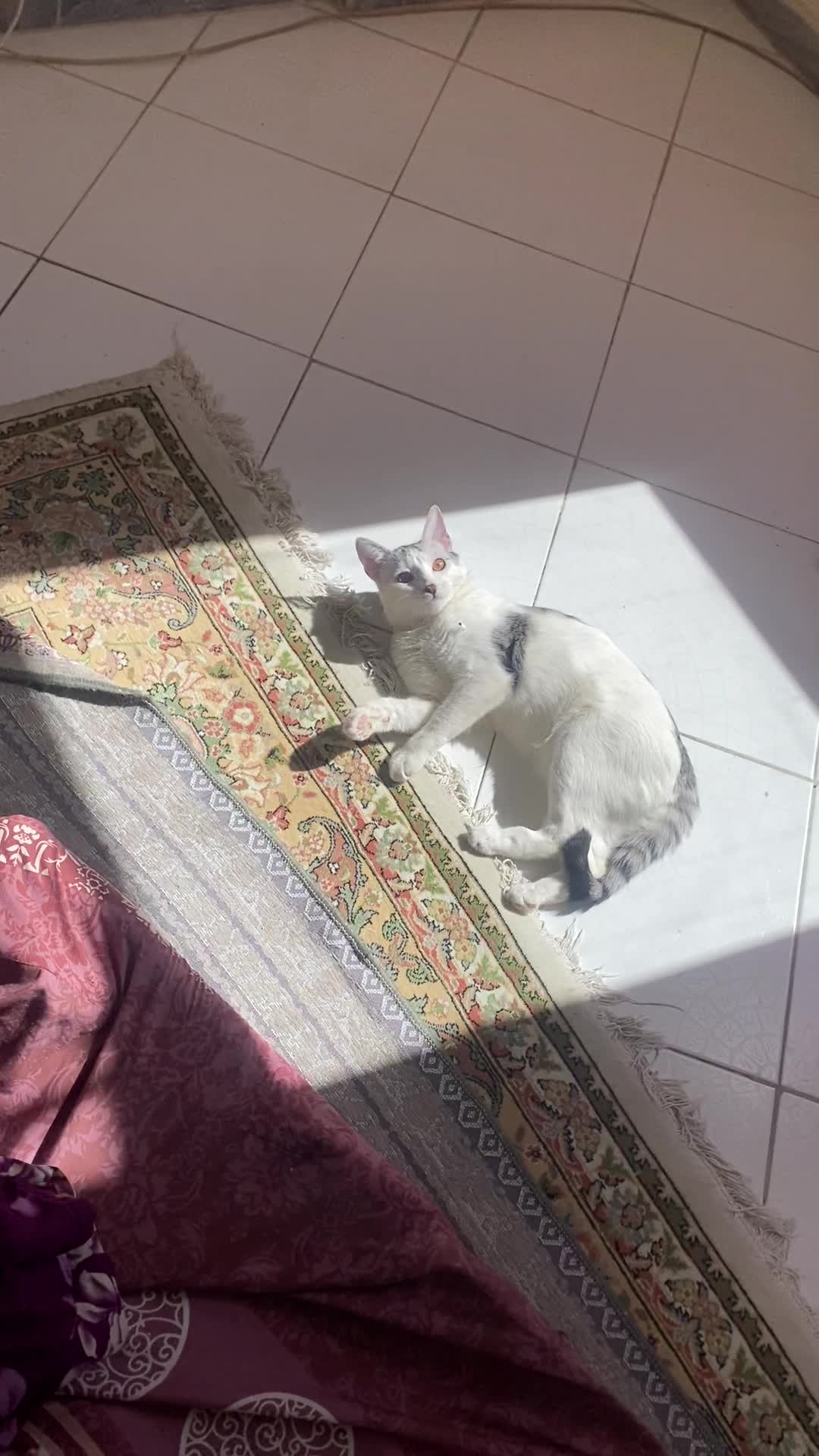 واگذاری|گربه|کرج, کرج نو|دیوار